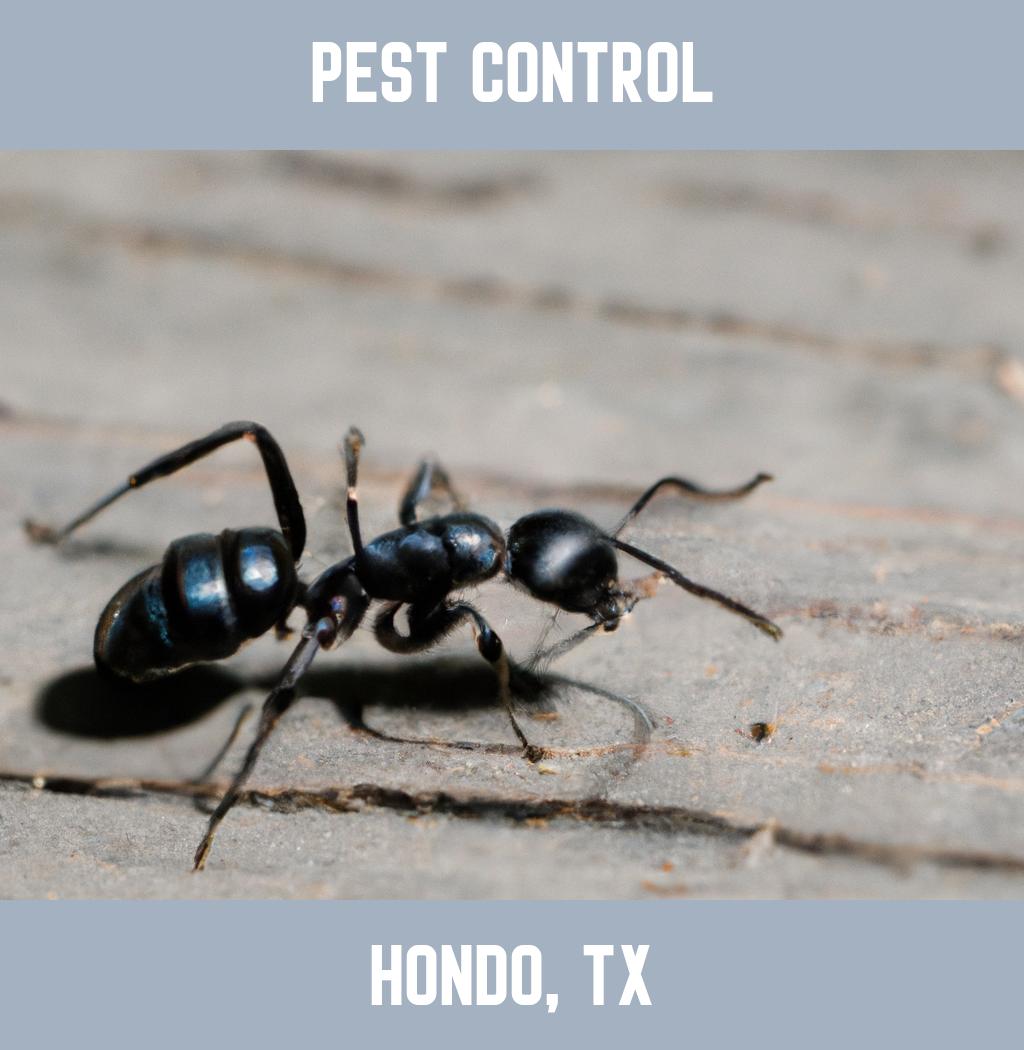 pest control in Hondo Texas