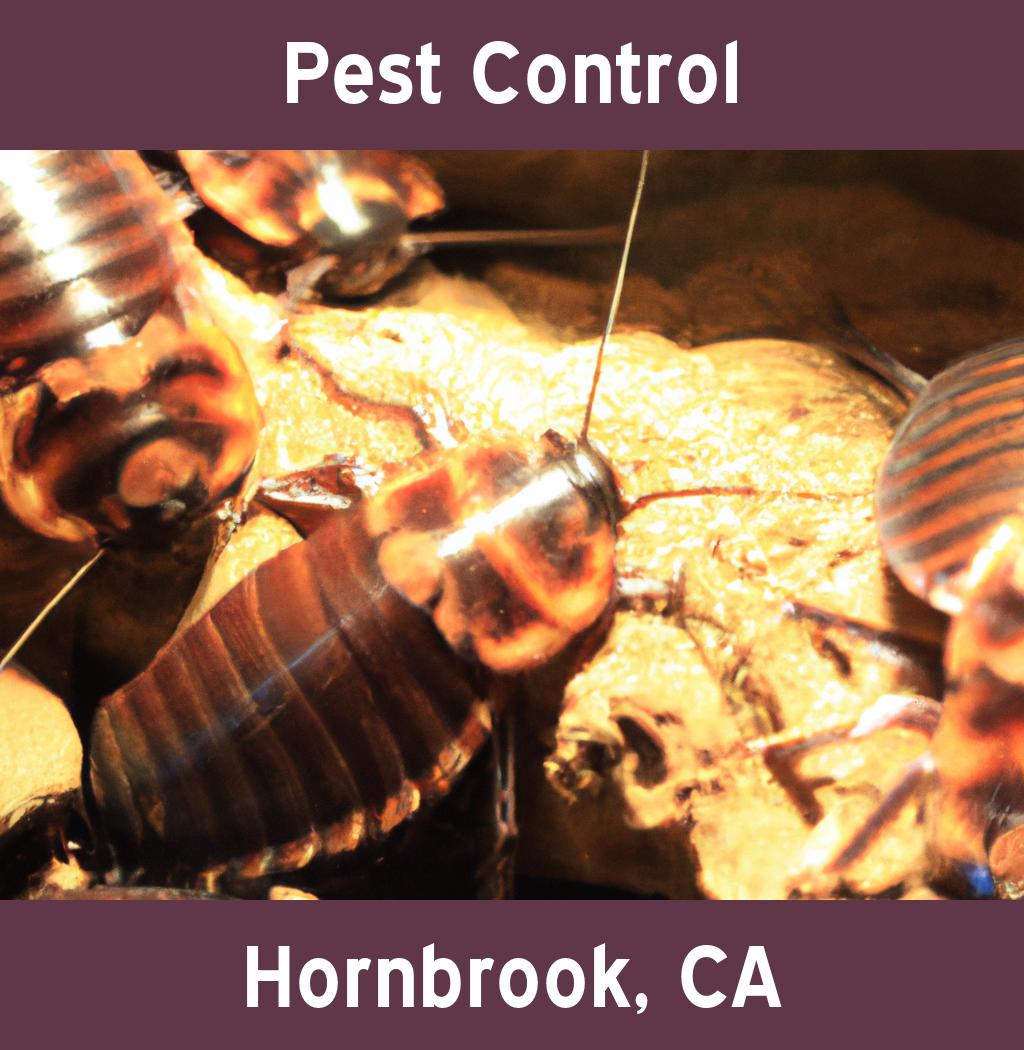 pest control in Hornbrook California