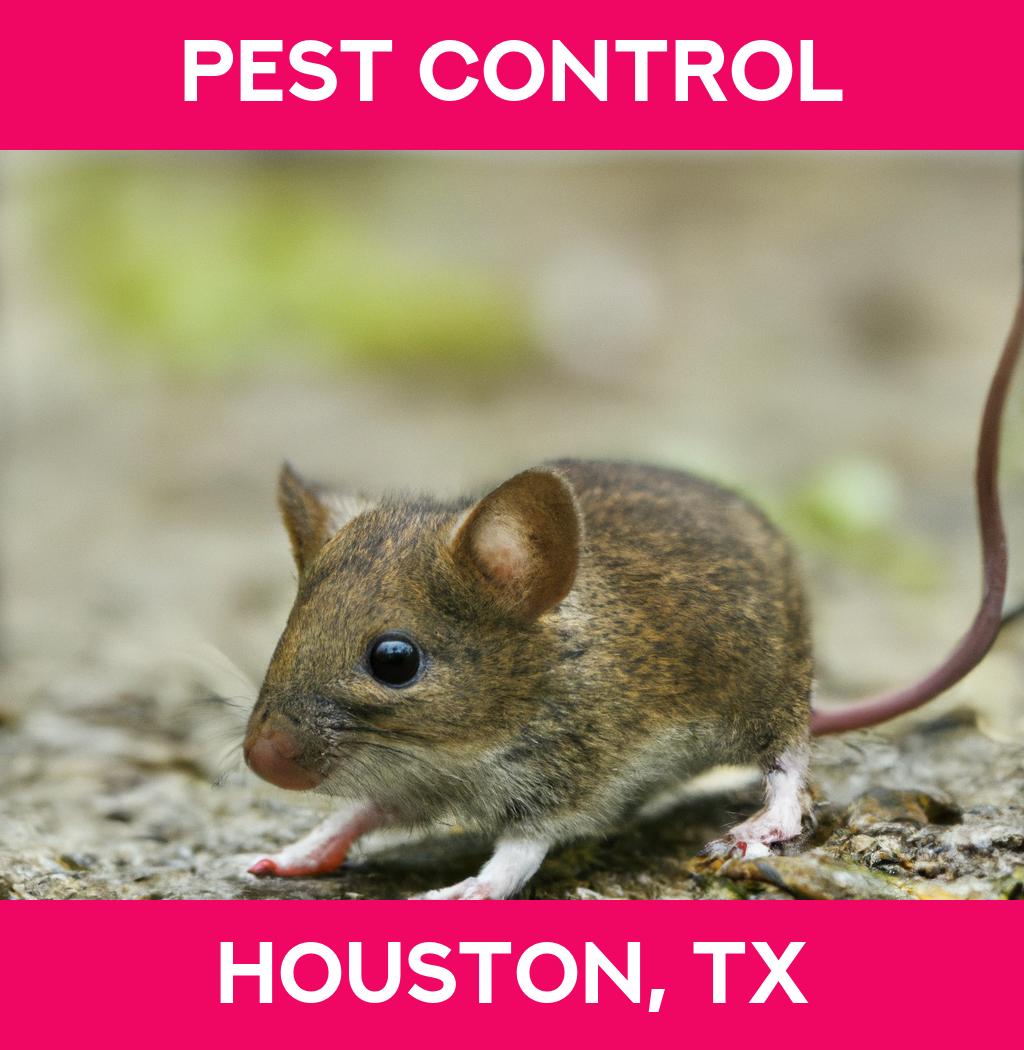 pest control in Houston Texas