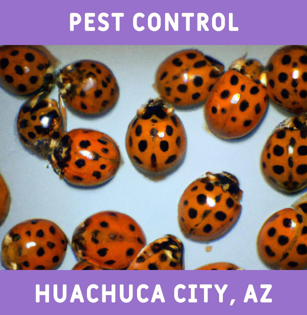 pest control in Huachuca City Arizona