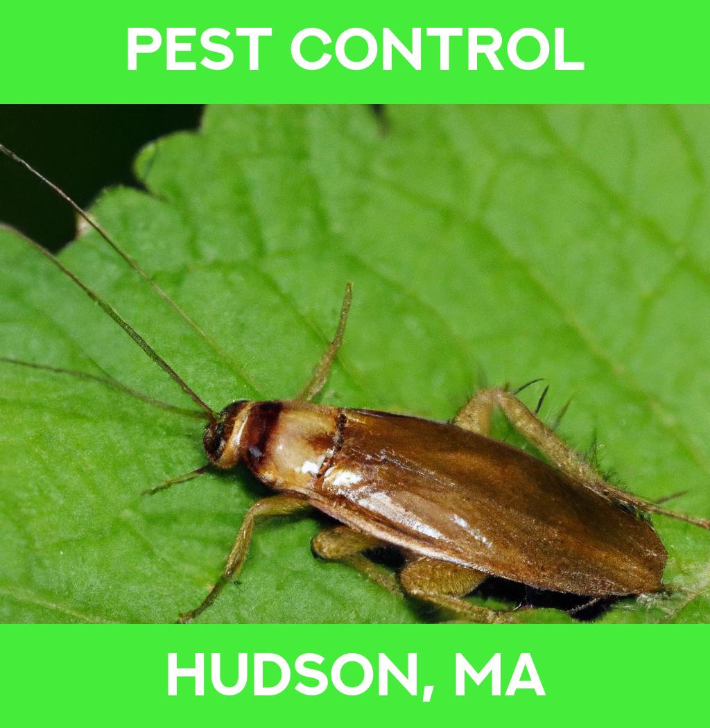 pest control in Hudson Massachusetts