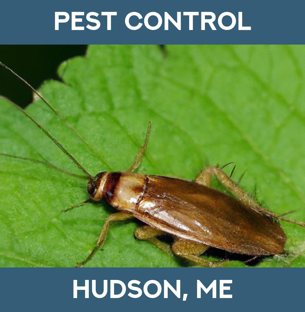 pest control in Hudson Maine