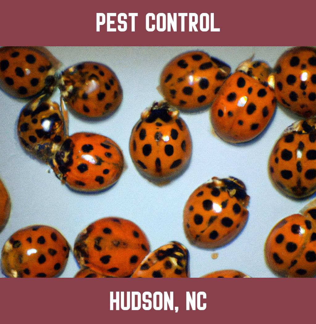 pest control in Hudson North Carolina