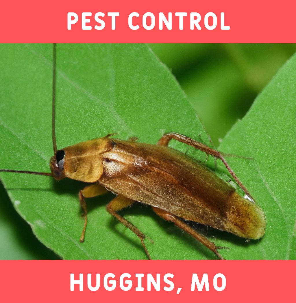 pest control in Huggins Missouri