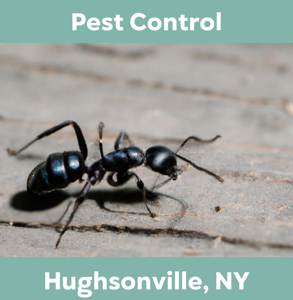 pest control in Hughsonville New York