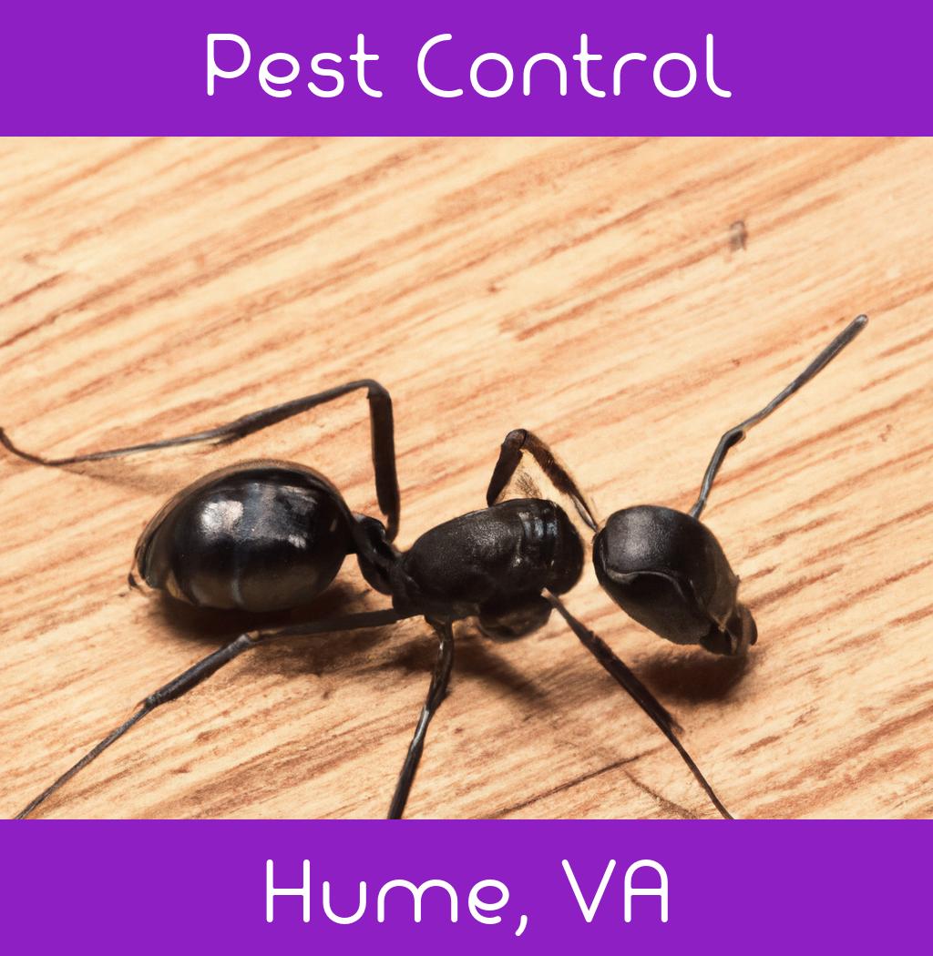 pest control in Hume Virginia