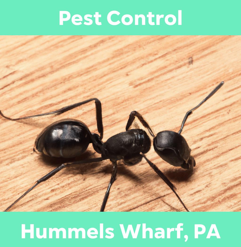 pest control in Hummels Wharf Pennsylvania