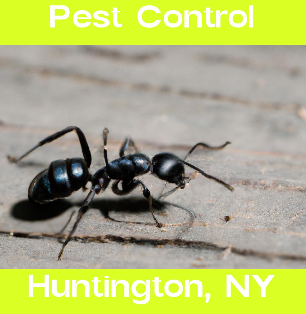 pest control in Huntington New York