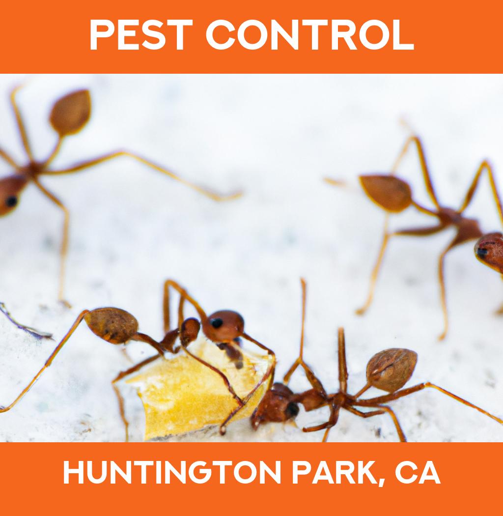 pest control in Huntington Park California