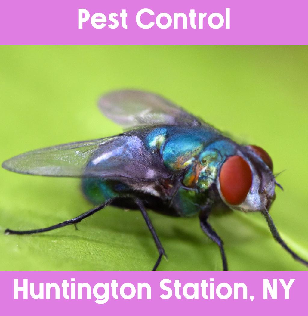 pest control in Huntington Station New York