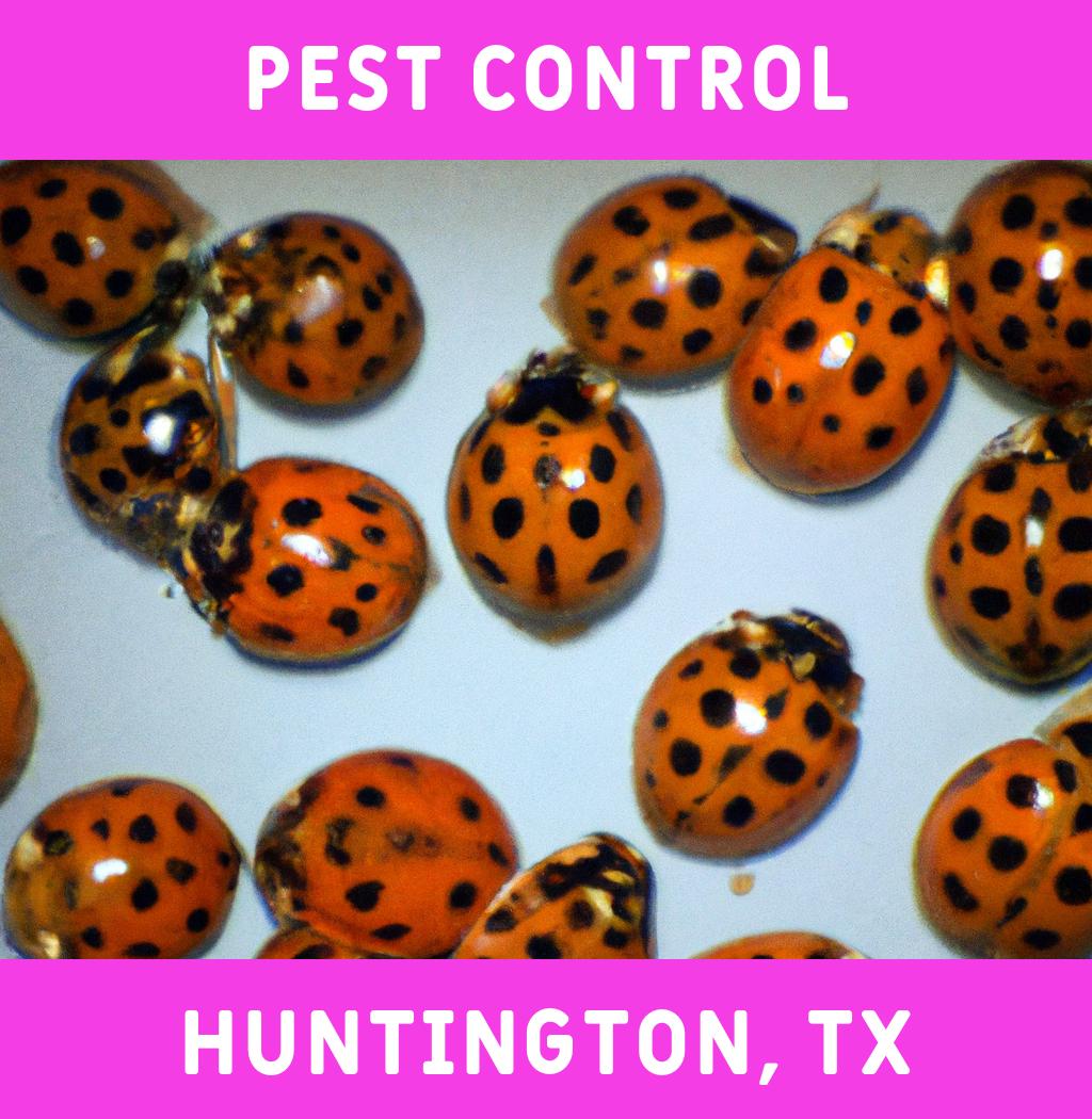 pest control in Huntington Texas