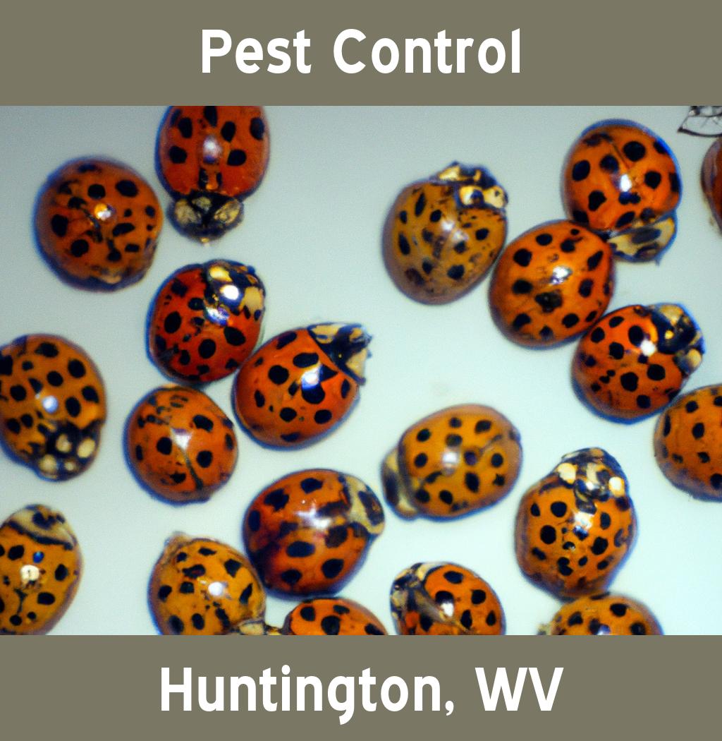 pest control in Huntington West Virginia