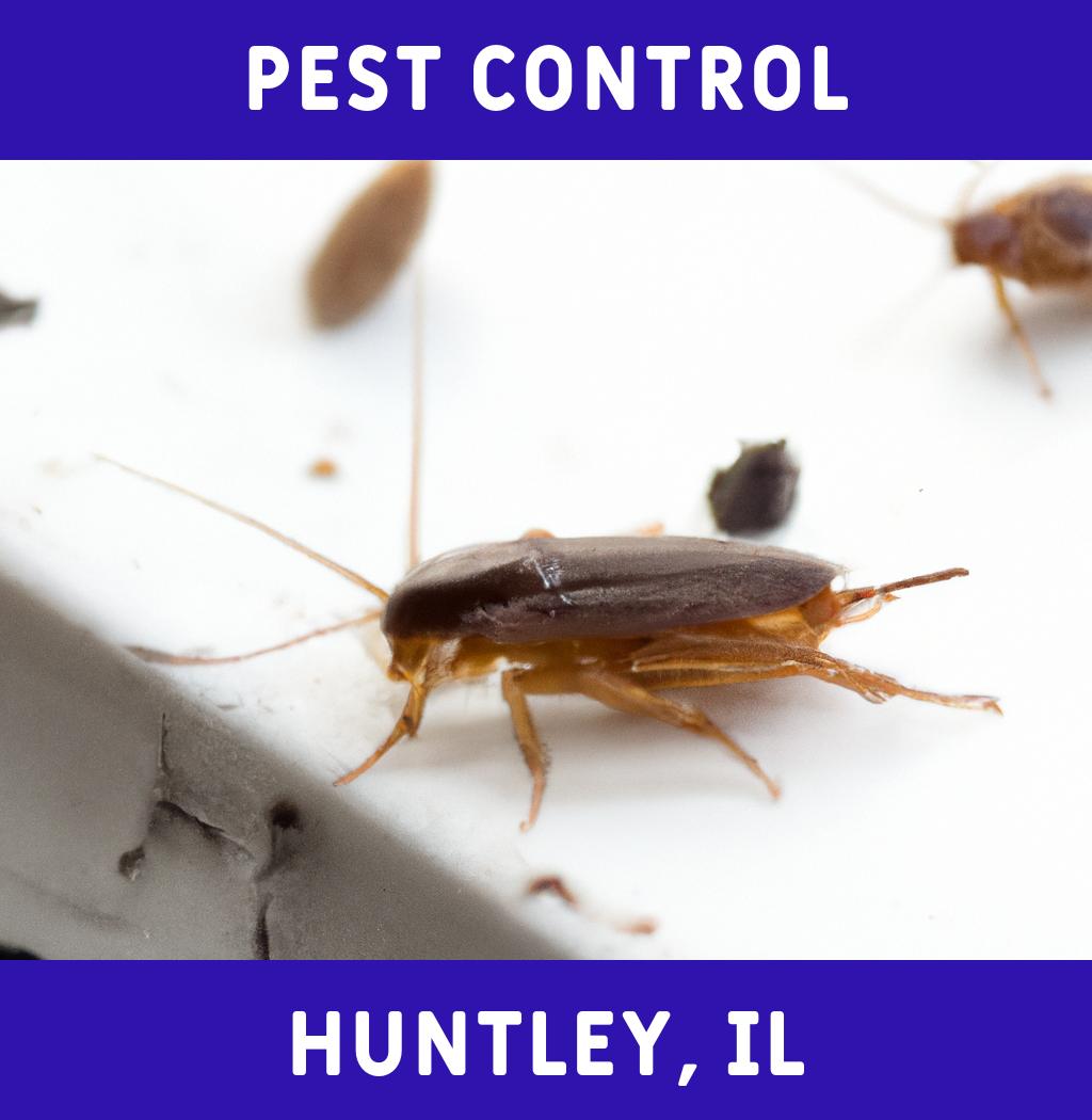 pest control in Huntley Illinois