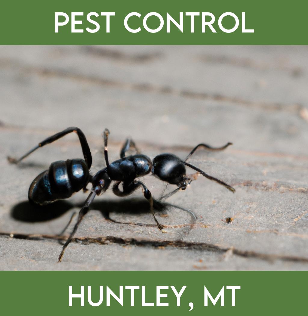 pest control in Huntley Montana