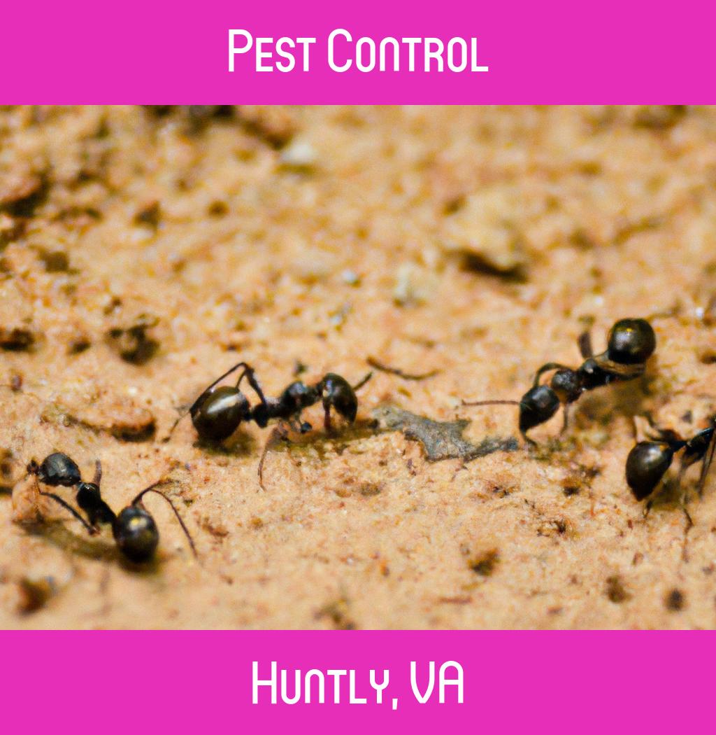 pest control in Huntly Virginia
