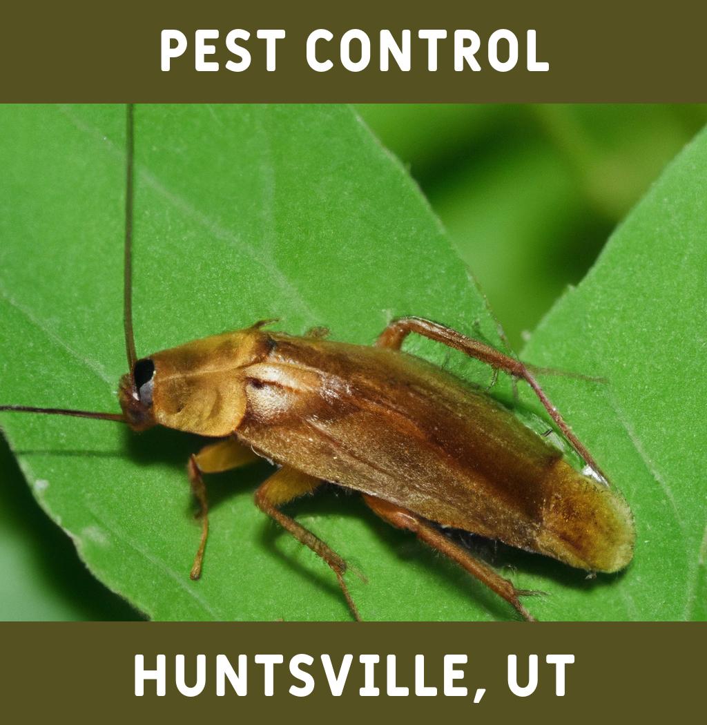 pest control in Huntsville Utah