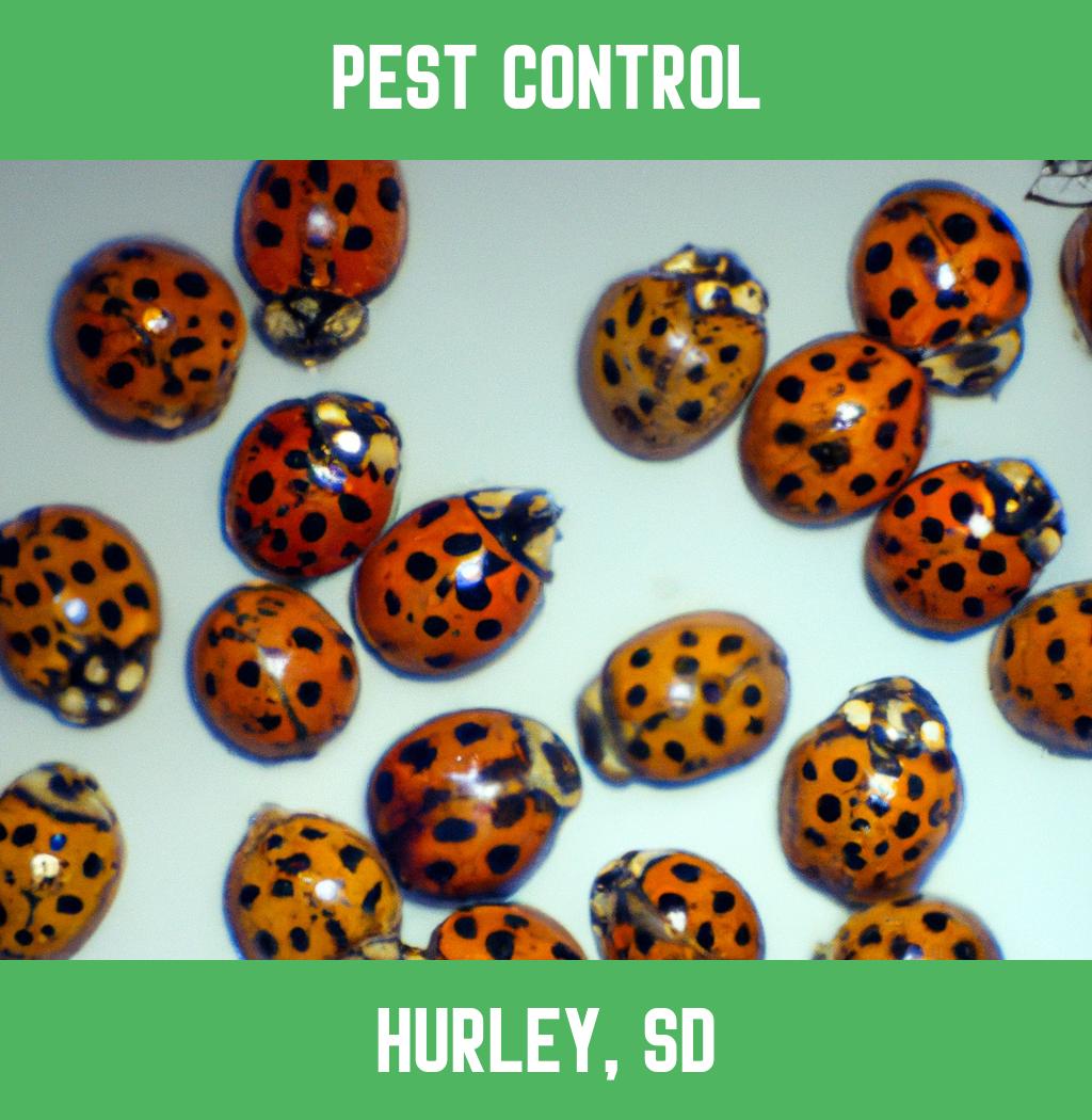 pest control in Hurley South Dakota