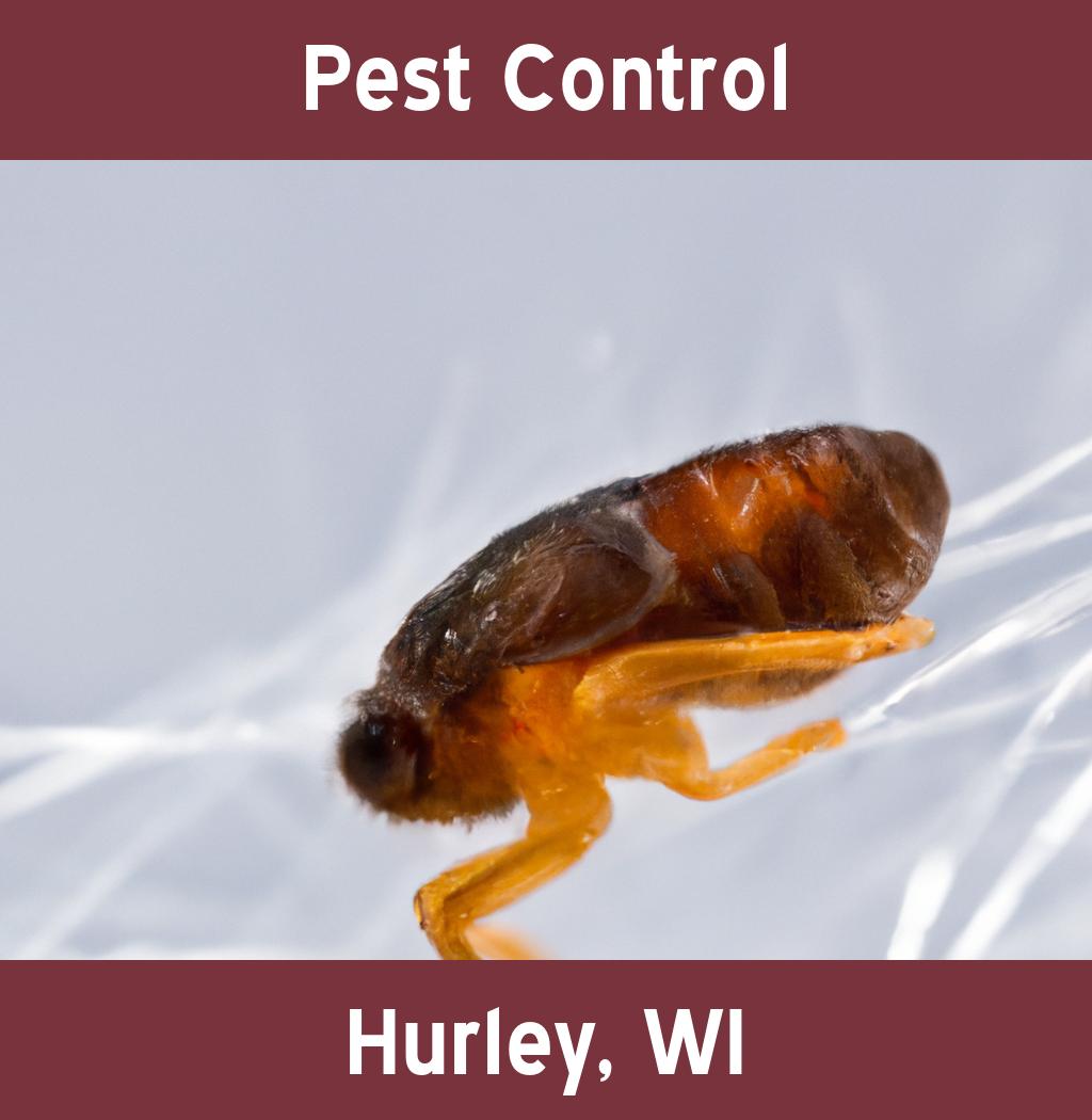 pest control in Hurley Wisconsin