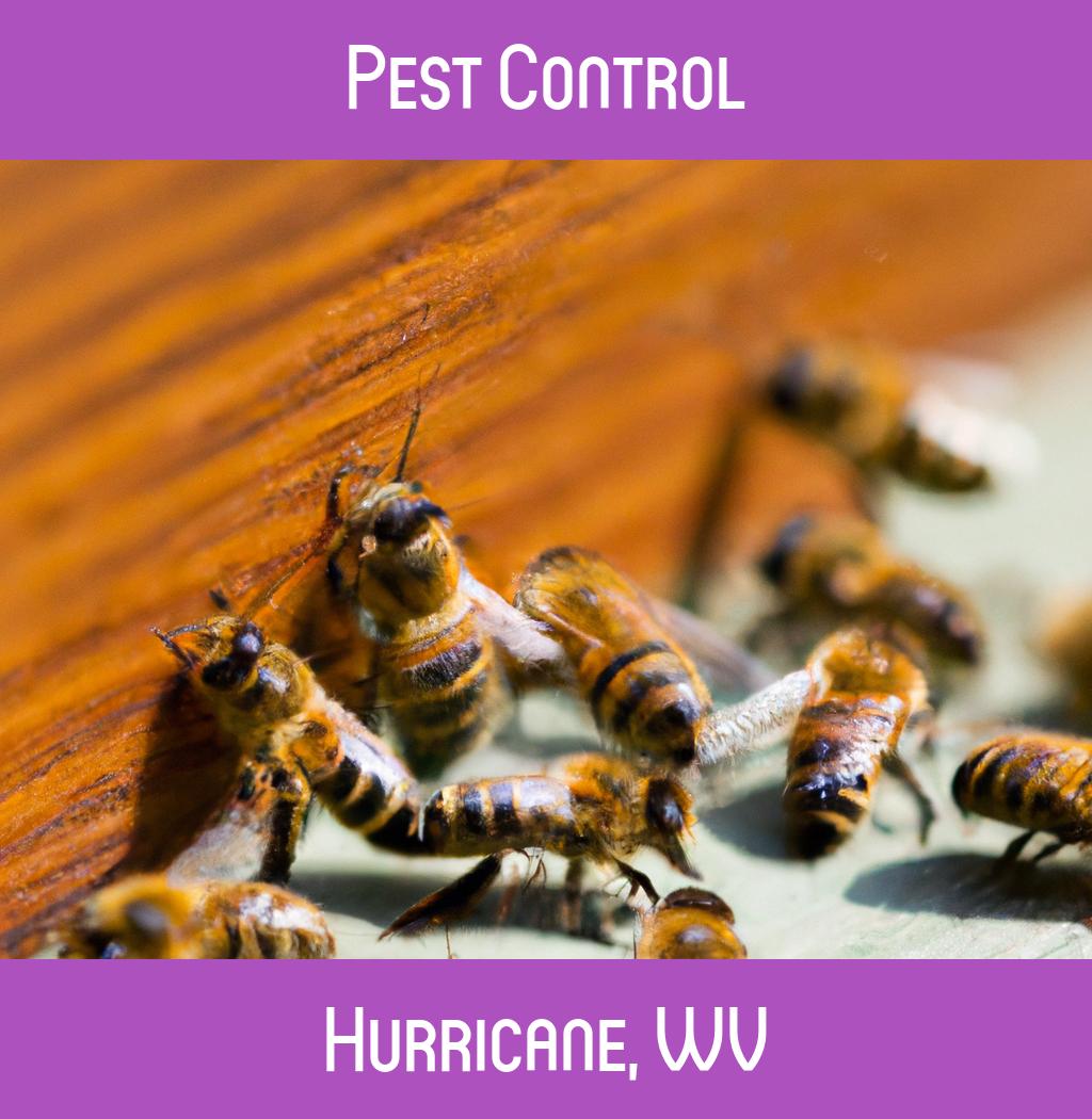 pest control in Hurricane West Virginia