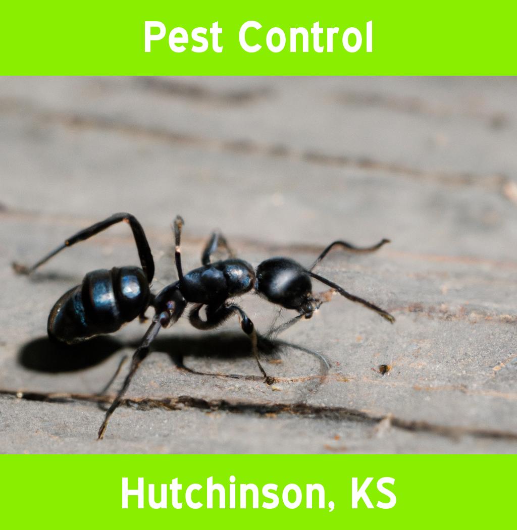 pest control in Hutchinson Kansas