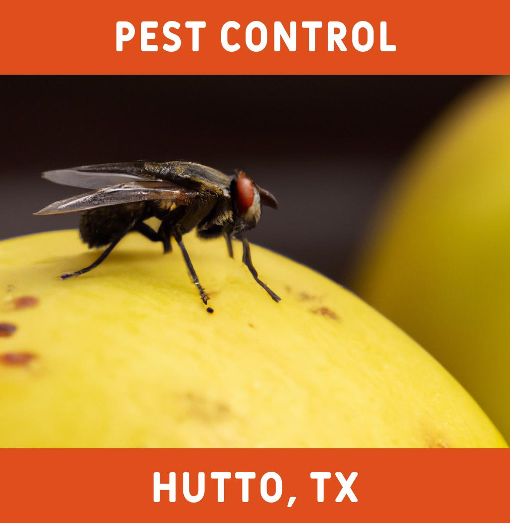 pest control in Hutto Texas