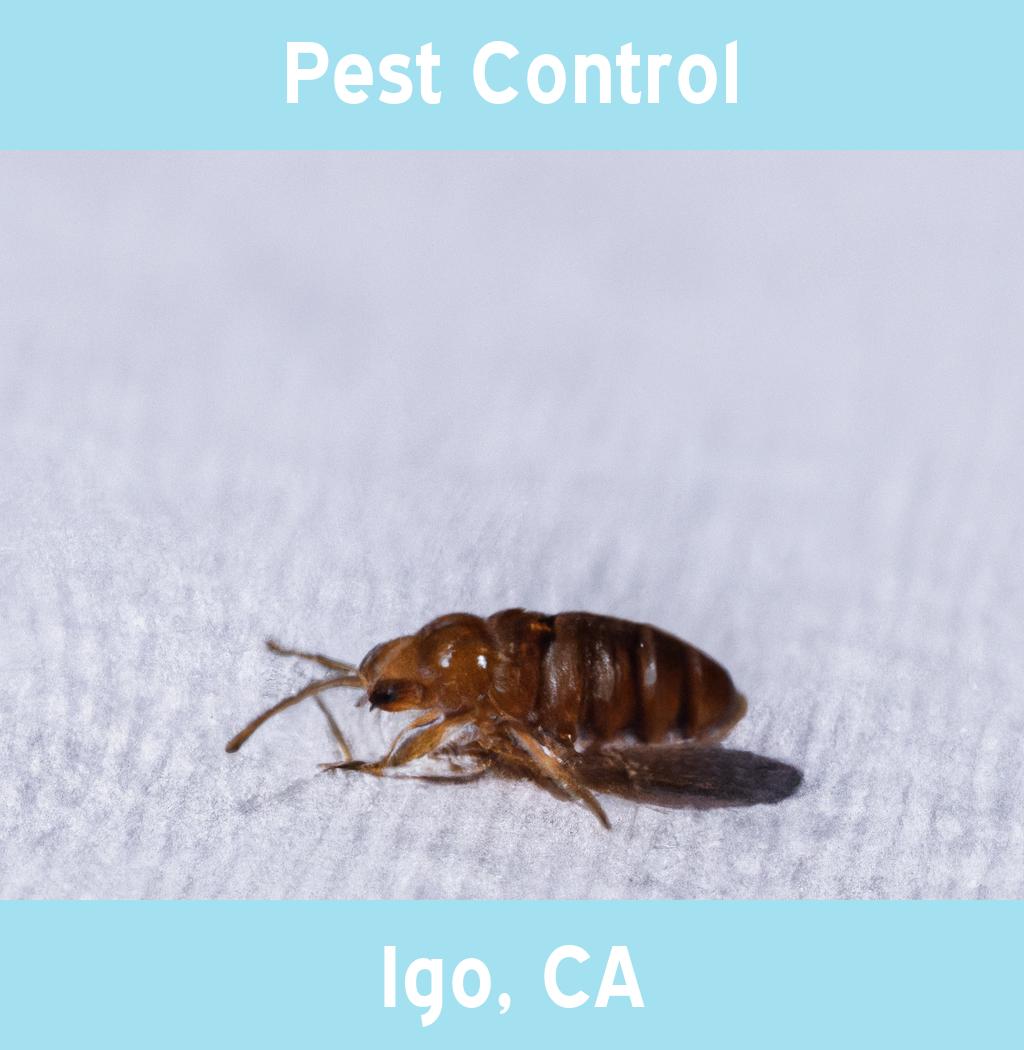 pest control in Igo California