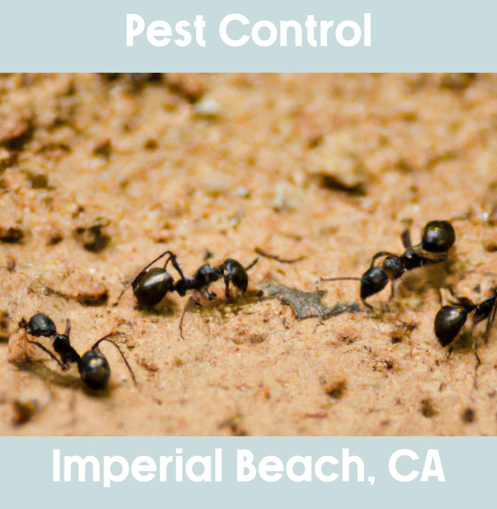 pest control in Imperial Beach California