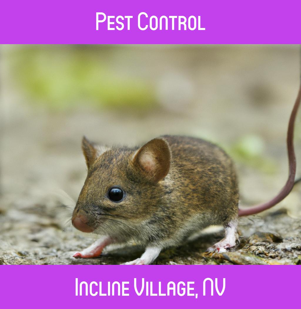 pest control in Incline Village Nevada