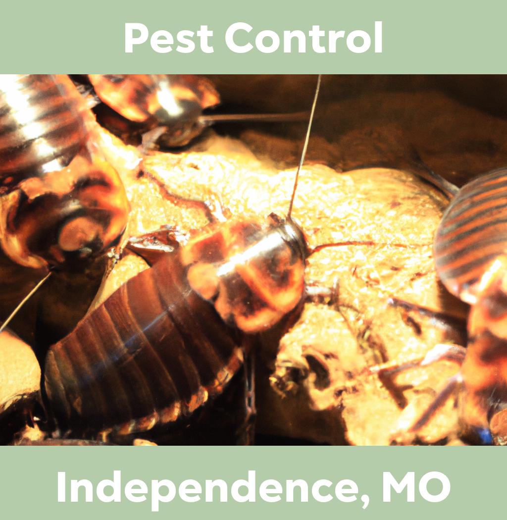 pest control in Independence Missouri