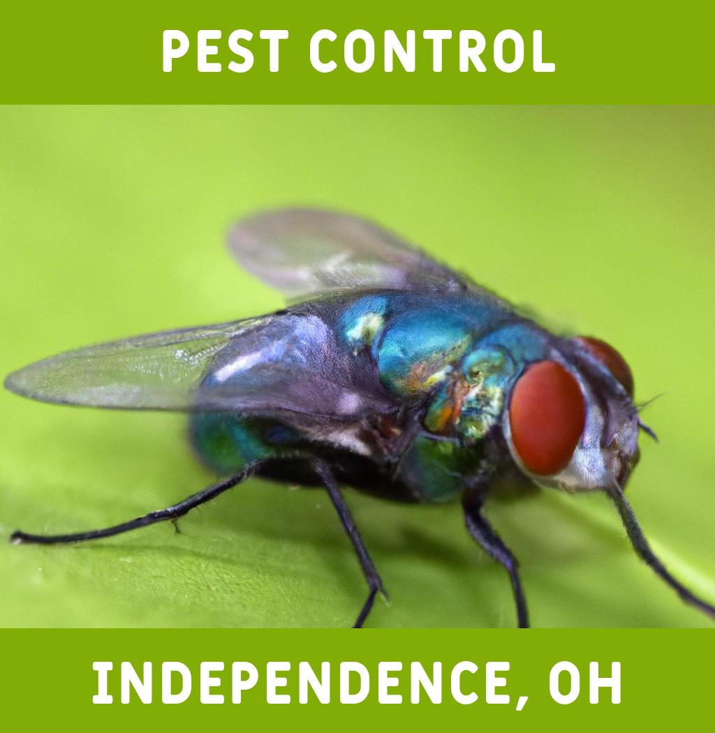 pest control in Independence Ohio