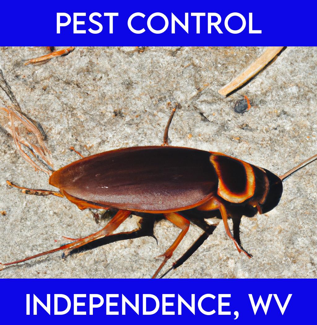 pest control in Independence West Virginia