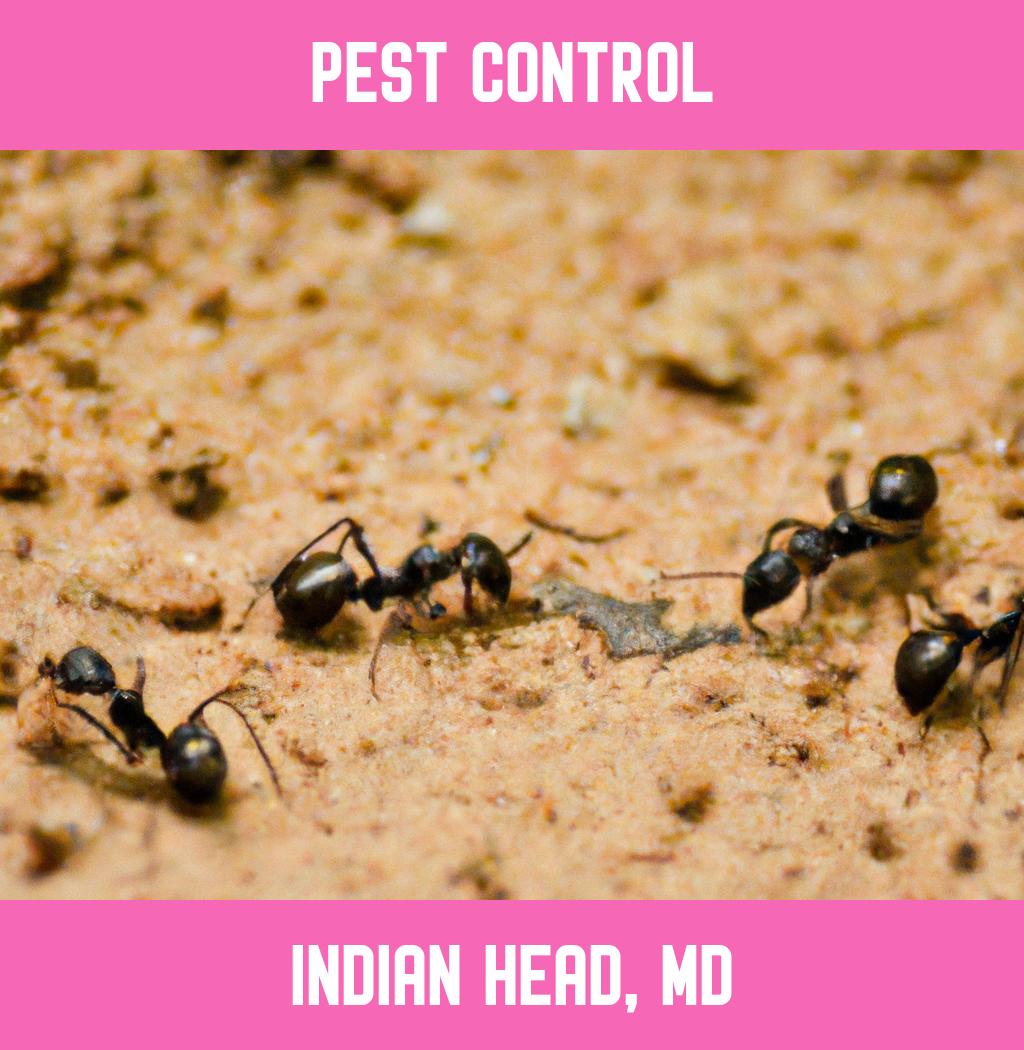 pest control in Indian Head Maryland