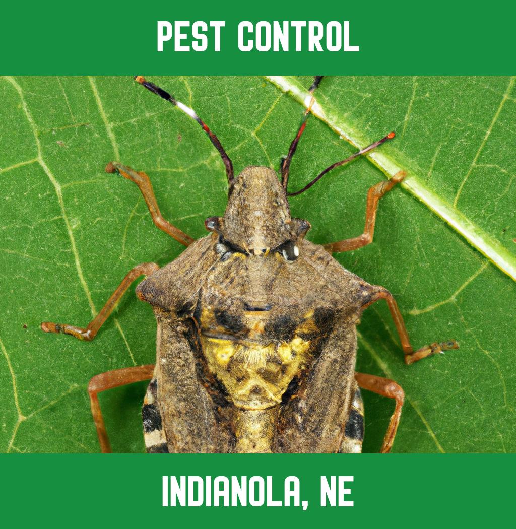 pest control in Indianola Nebraska