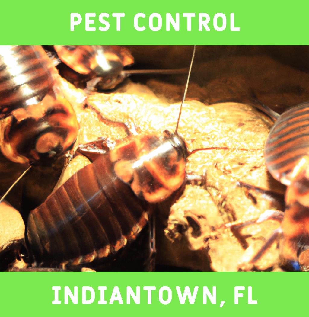 pest control in Indiantown Florida