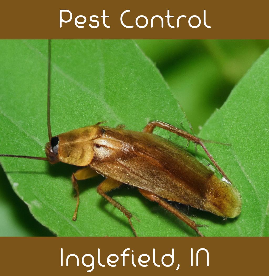 pest control in Inglefield Indiana