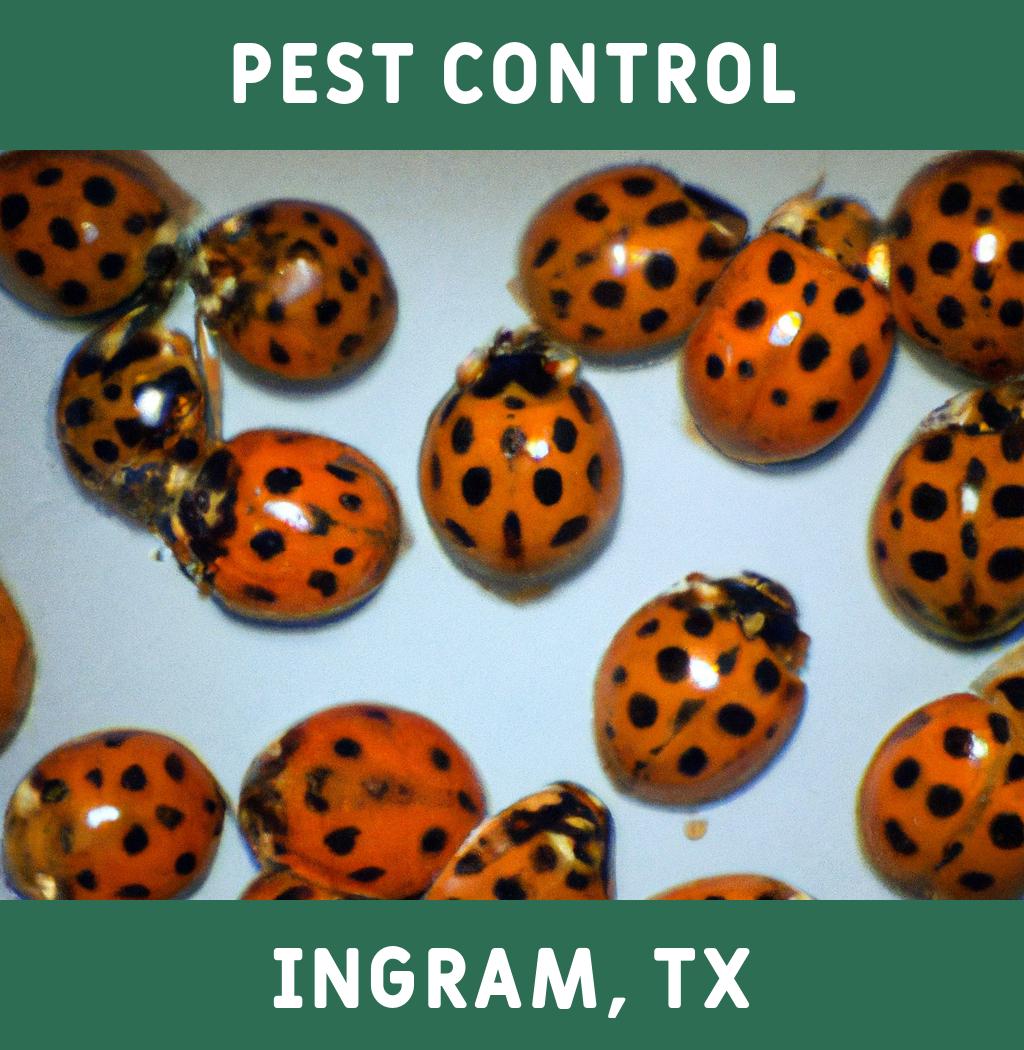 pest control in Ingram Texas