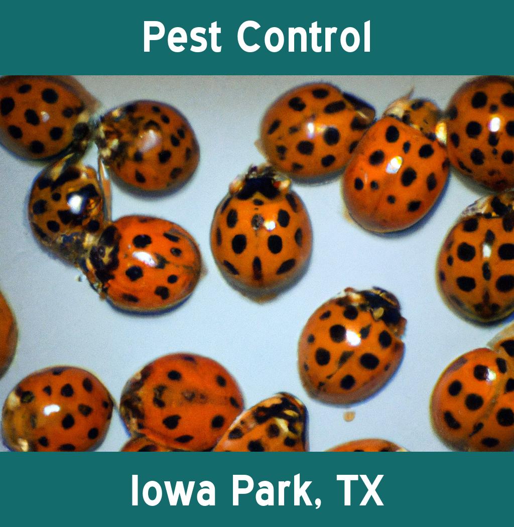 pest control in Iowa Park Texas