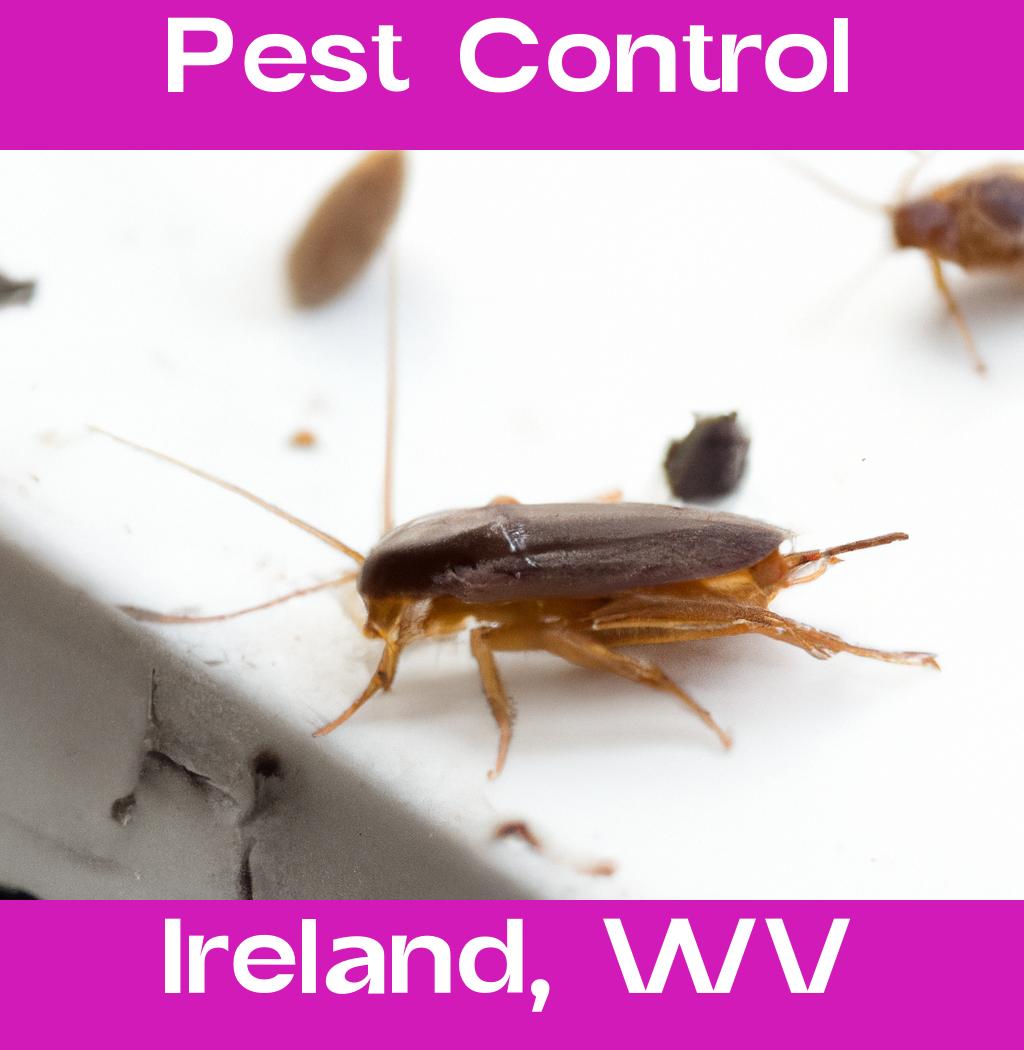 pest control in Ireland West Virginia