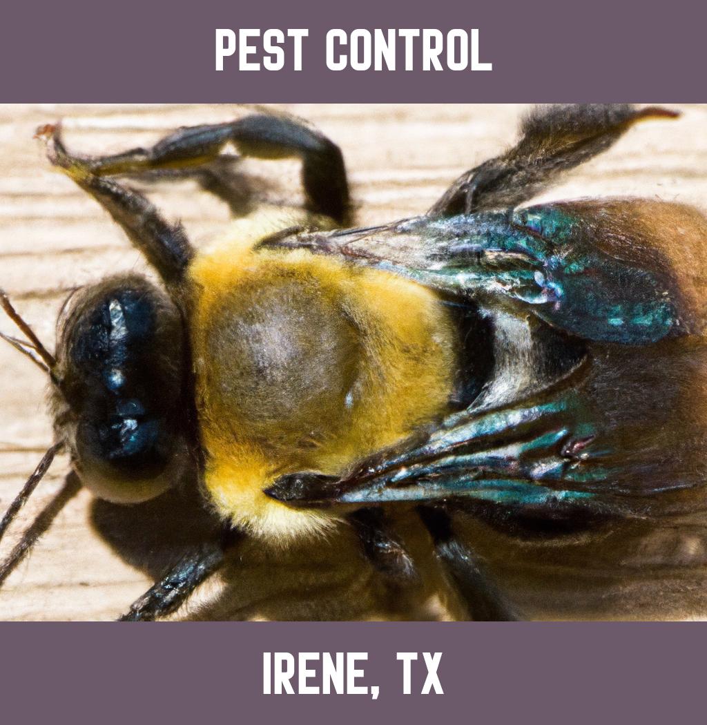 pest control in Irene Texas