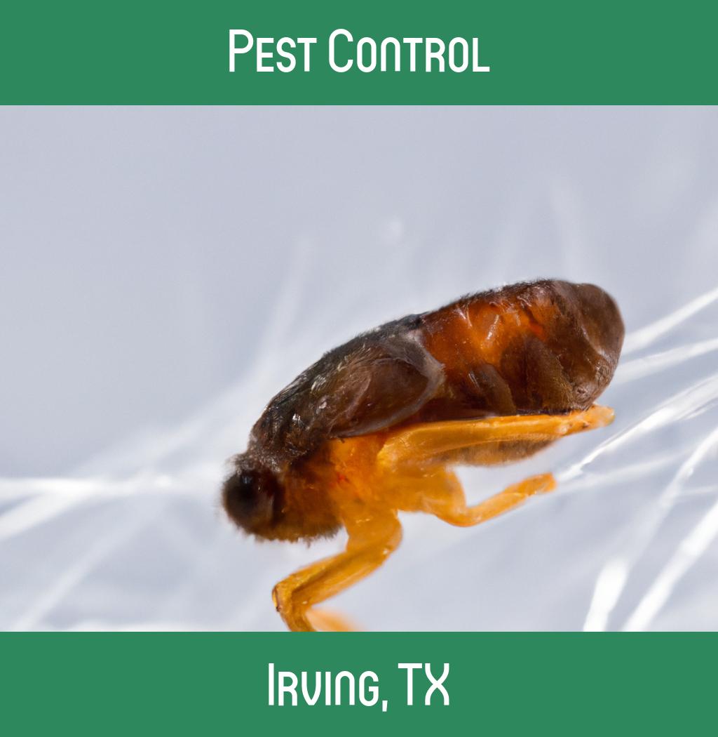 pest control in Irving Texas