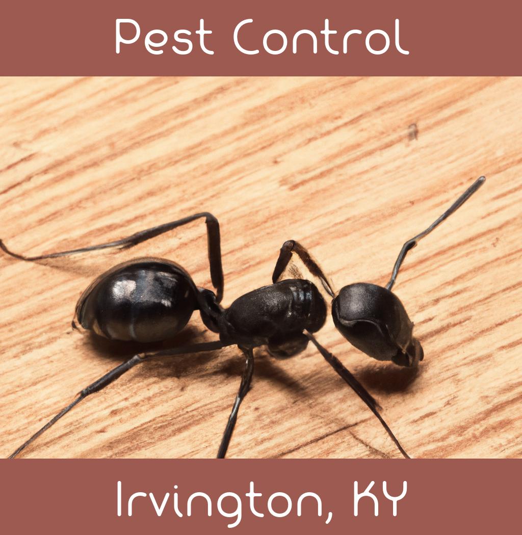pest control in Irvington Kentucky