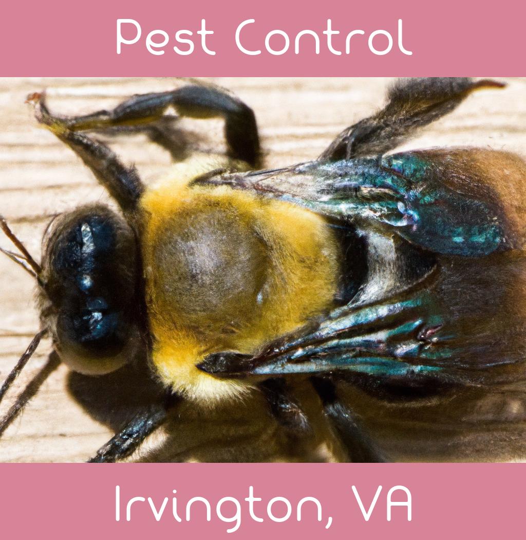 pest control in Irvington Virginia