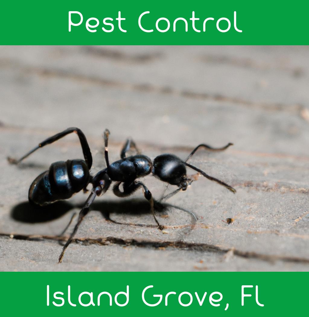 pest control in Island Grove Florida