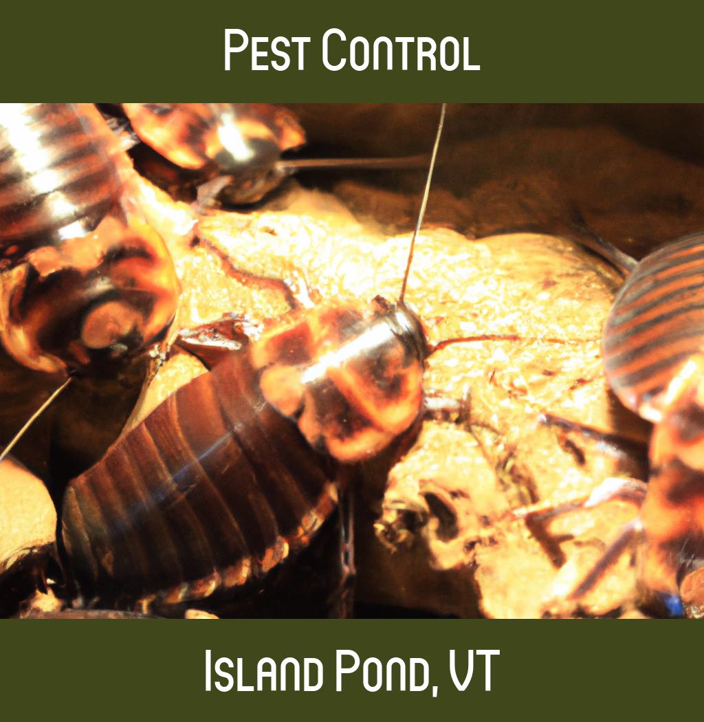 pest control in Island Pond Vermont