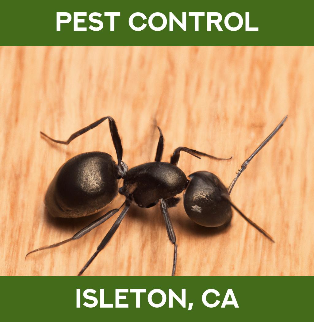 pest control in Isleton California