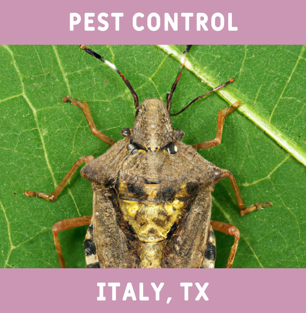 pest control in Italy Texas