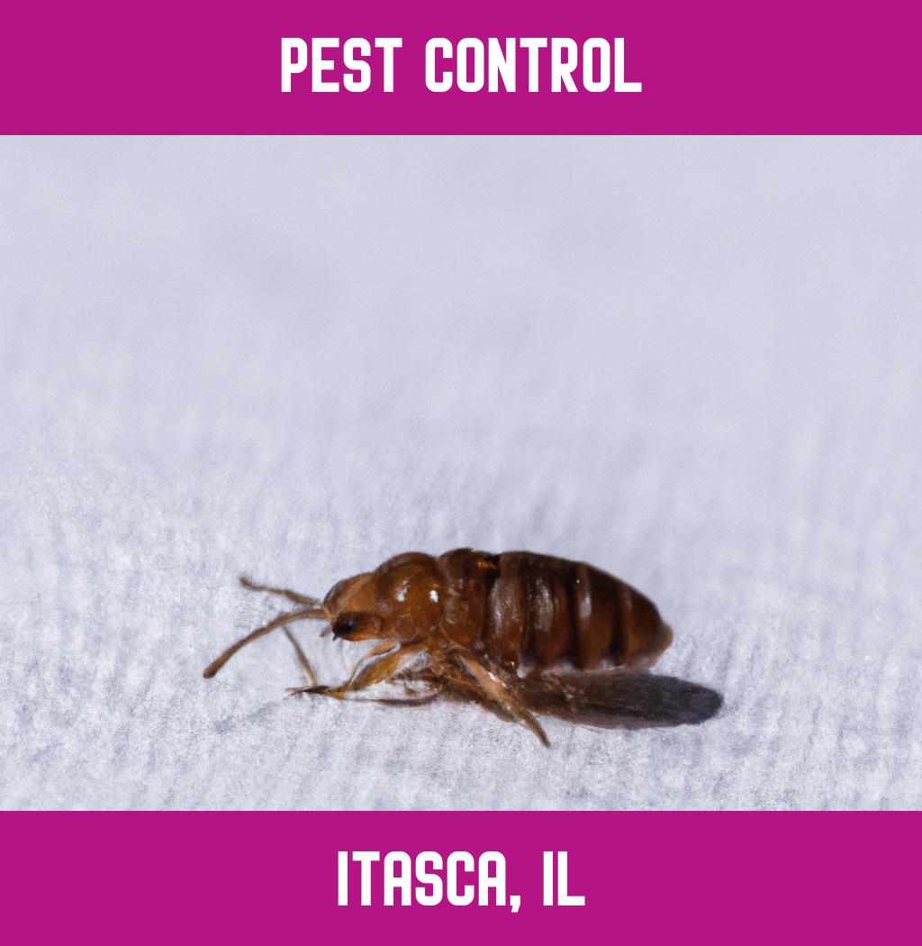 pest control in Itasca Illinois