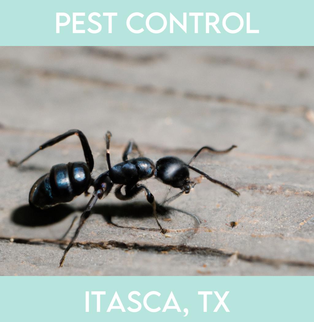 pest control in Itasca Texas