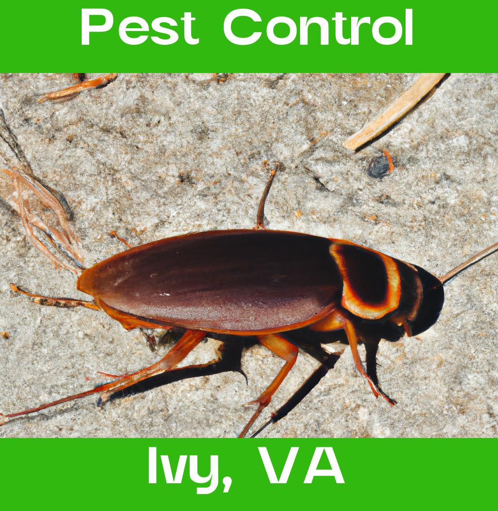 pest control in Ivy Virginia