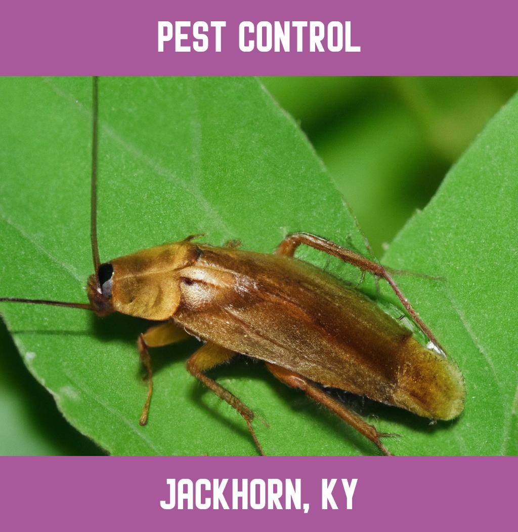 pest control in Jackhorn Kentucky